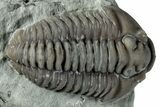 Two Flexicalymene Trilobites on Shale - Mt Orab, Ohio #258024-2